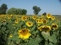 06 august 006 we saw lots of huge sunflower fields 1397
